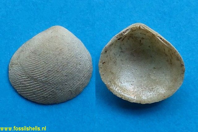 Strigilla pisiformis