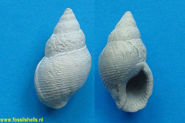 Ilyanassa obsoleta