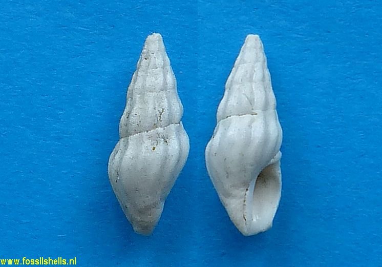 Corodrillia simpsoni