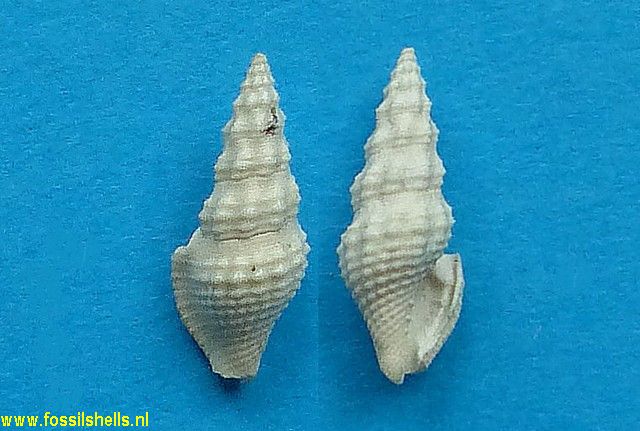 Glyphostoma marionae