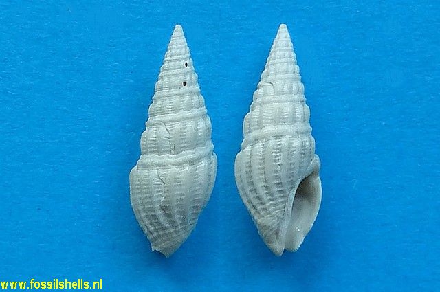 Monilispira archeri