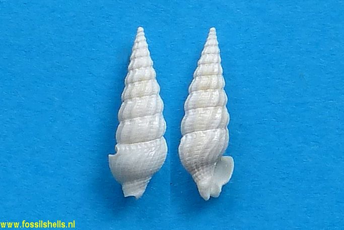 Syntomodrillia scissurata