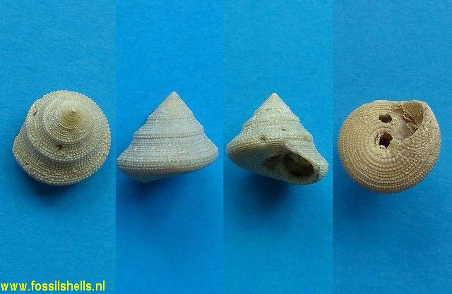 Calliostoma jujuconulum