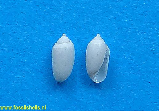 Acteocina canaliculata