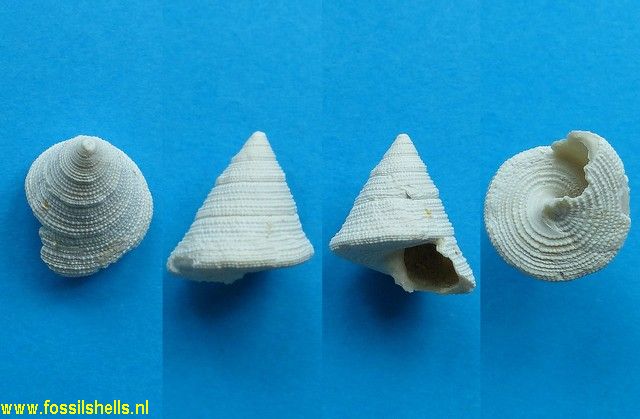 Calliostoma euconulum