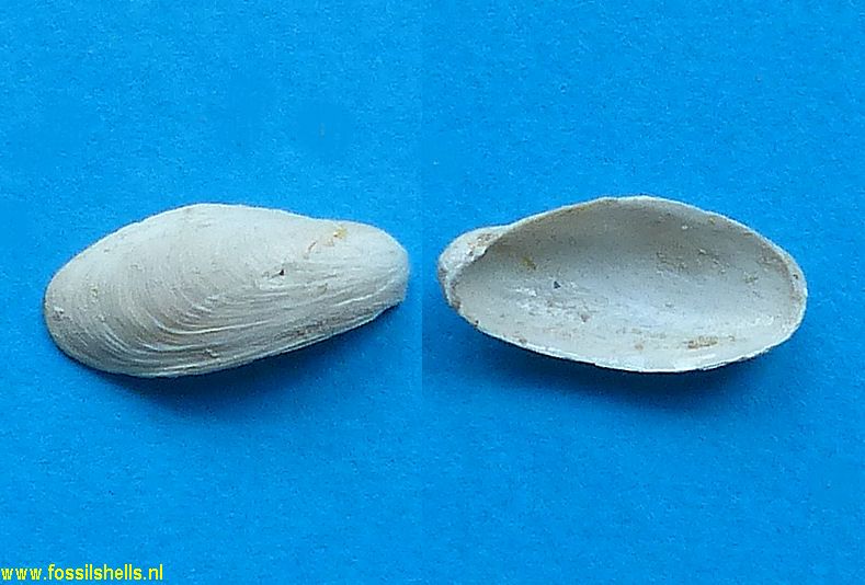 Gastrochaena cuneiformis