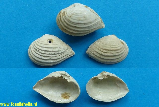 Bothrocorbula wiilcoxii