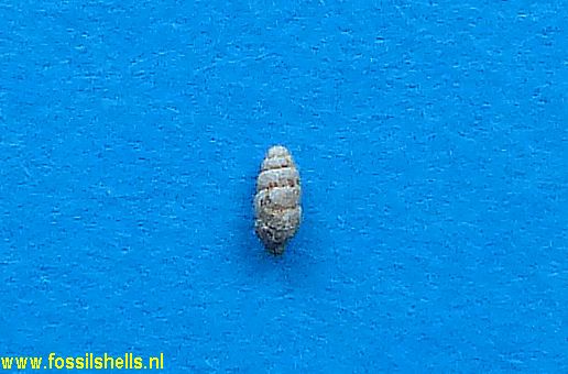 Pupa species