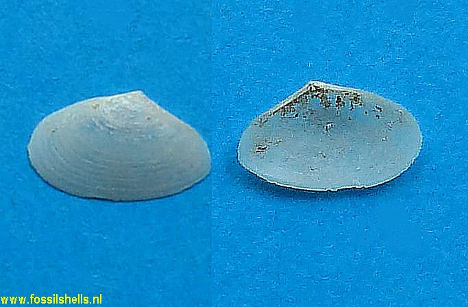 Tellina aequistriata