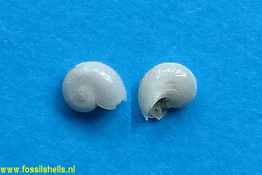 Teinostoma umbilicatum ?