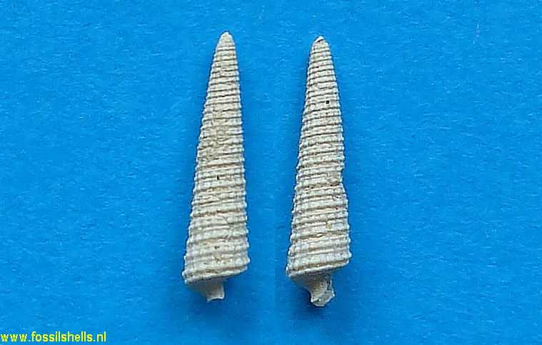 Cerithiopsis emersonii