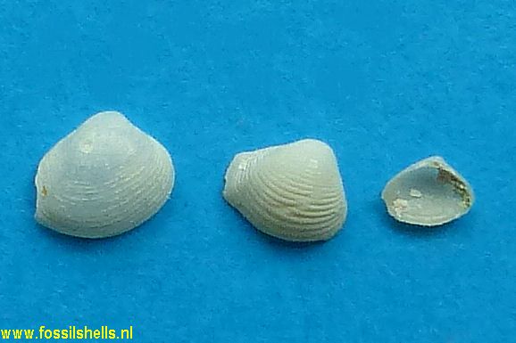 Varicorbula caloosae