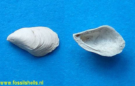 Mytilopsis leucophaeto