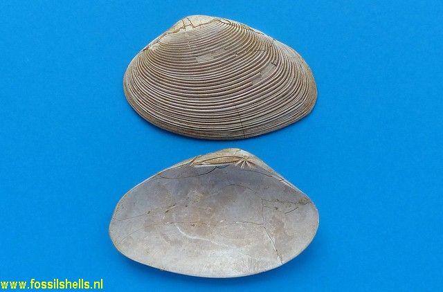 Callistotapes vetulus genei