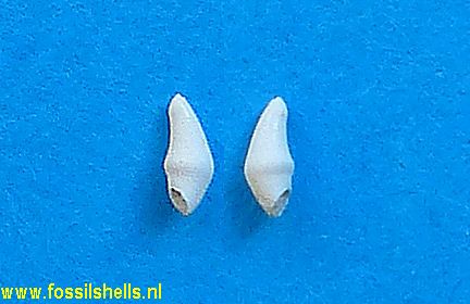 Spiratelloidea species