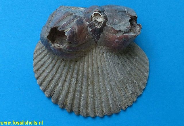 Balanus on Pecten