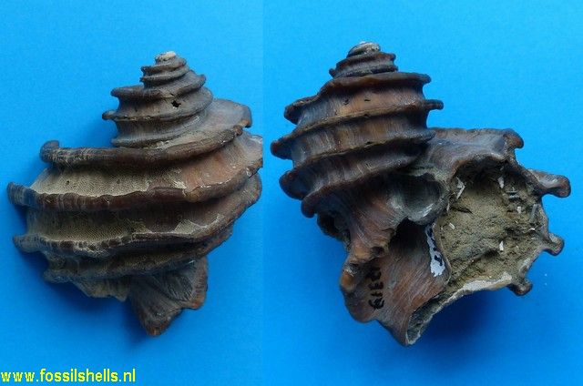 Ecphora quadricostata