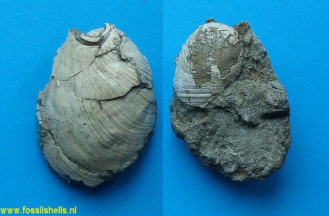 Philine plicifera