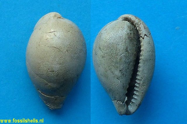 Eocypraea mourmieti