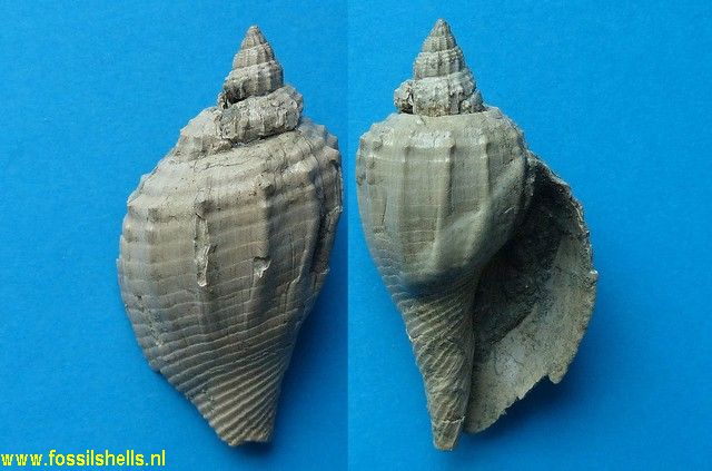 Athleta rouaulti