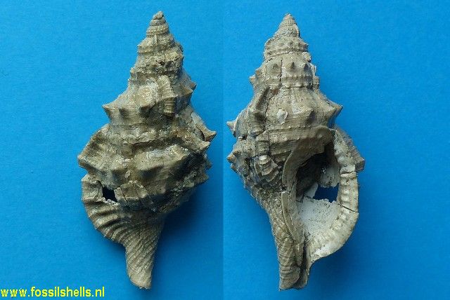Charonia spinosum