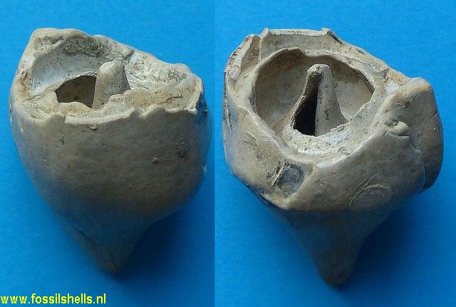 Hippochrenes incrassata