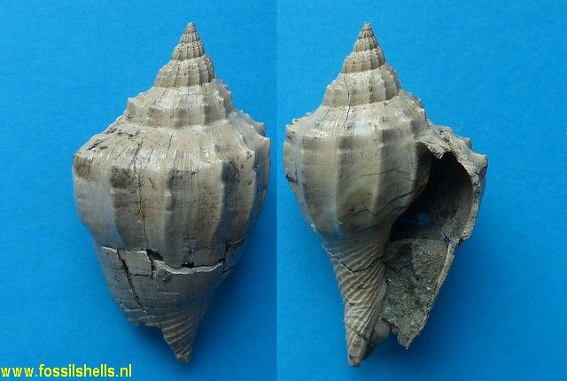 Athleta subventricosa