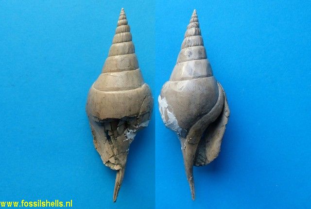 Tibia maxima