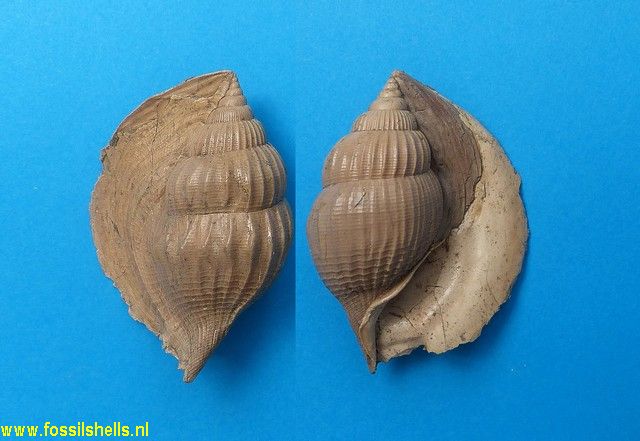 Rimella ogormani