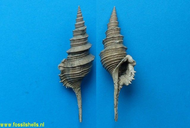 Tibia spirata