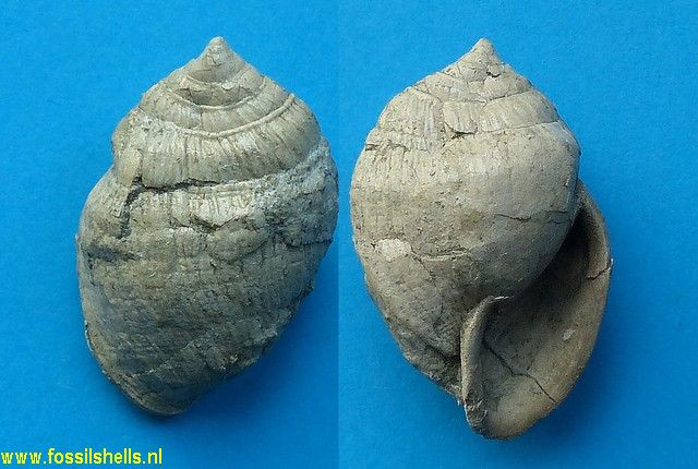 Ellobium species