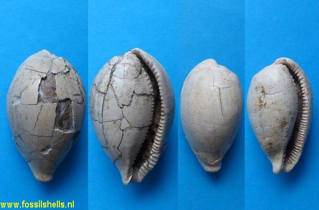 Eocypraea rouaulti