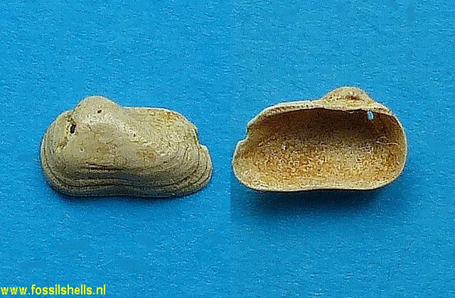 Barbatia distans