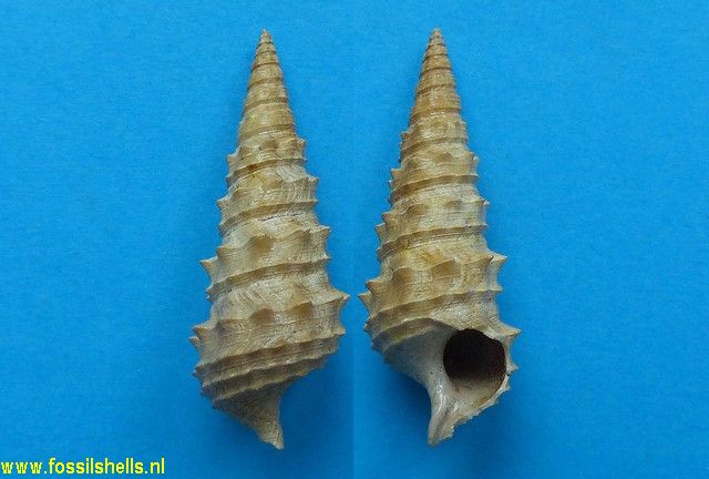 Batillaria prevosti