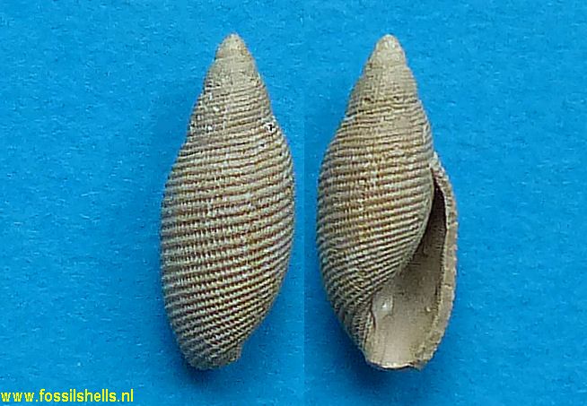 Acteon species
