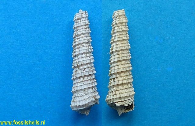Newtoniella pulcherrima