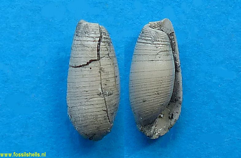 Roxania pyrenaicensis
