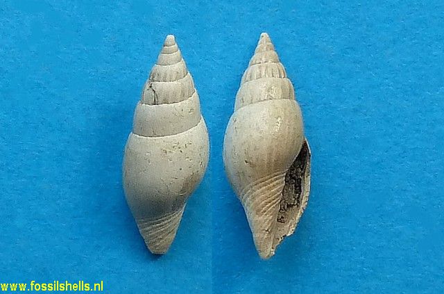 Conomitra species