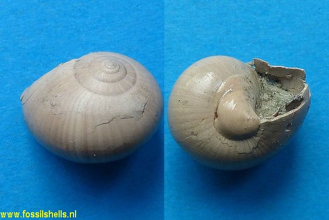 Cepatia cepacea