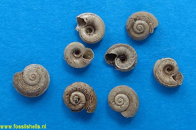 Circulus hennei