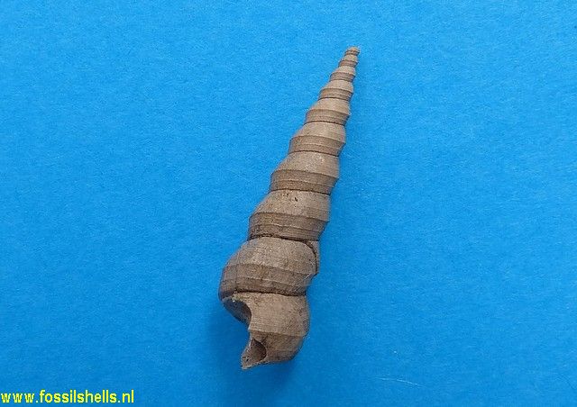 Turritella subangulata