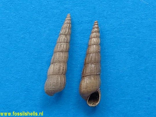 Acirsa duvergieri
