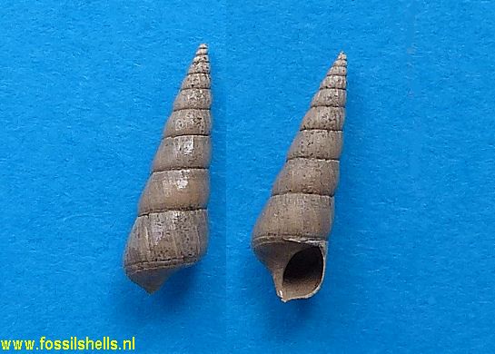 Acirsa mioplicatula