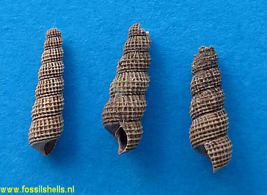 Cirsotrema vorrthuyseni