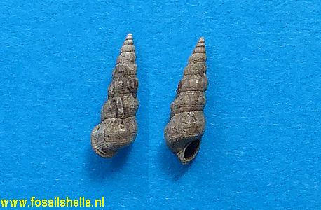 Opalia species