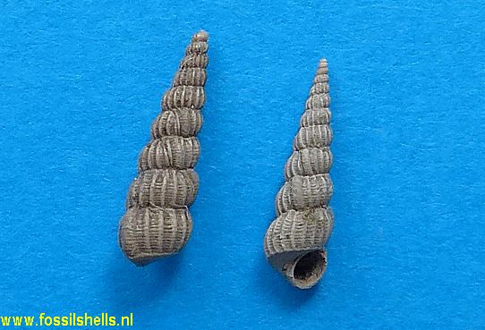Opalia pertusa