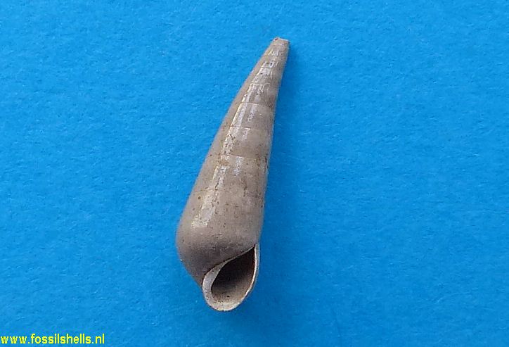 Melanella alba