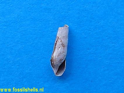 Eulima glabra