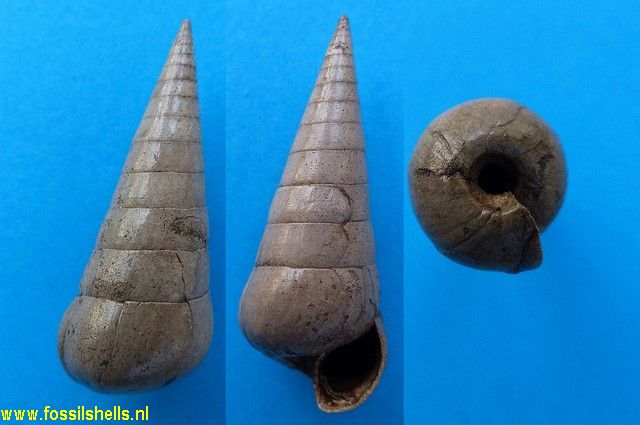Niso terebellum acararinatoconicum