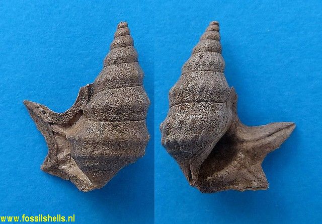 Aporrhais dingdenensis